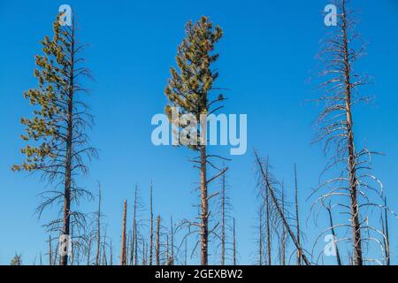 Verbrannte Kiefern ragen in den blauen Himmel mit Grün auf ein paar beschädigte Überlebende - Waldbrand.j Stockfoto