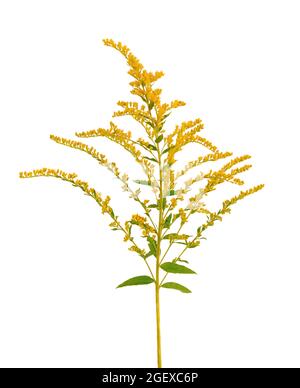 Goldene Solidago virgaurea Blüten isoliert auf weißem Hintergrund. Ragweed-Sträucher oder Ambrosia artemisiifolia. Medizinische Kräuterpflanze. Stockfoto