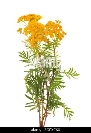 Tanacetum vulgare Blüten, isoliert auf weißem Hintergrund. Medizinische Kräuterpflanze. Stockfoto