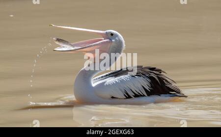 Pelikan fängt Fische in Cooper Creek, Südaustralien. Stockfoto