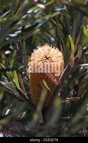 Orange Banksia Blume, Grampians National Park Stockfoto