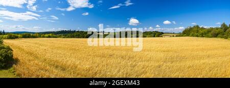 Panoramablick auf ein mit Weizen bewachsenes landwirtschaftliches Feld zur Zeit der Ernte. Wald im Hintergrund. Blauer Himmel, schön, sonnig, Sommertag. Stockfoto