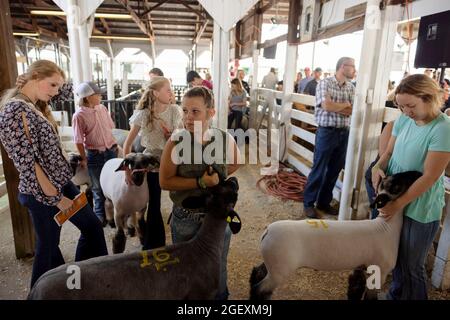 3. Juli 2021; Bloomington, Indiana: 4H Tiere werden am Samstag, 3. Juli, auf der Monroe County Fair versteigert. (Foto von Jeremy Hogan/The Bloomingtonian) Stockfoto