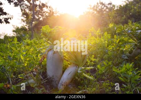 Rettich Pflanzen auf dem Feld, entzückende Aussicht auf den Abend der Felder Stockfoto