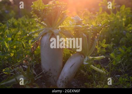 Rettich Pflanzen auf dem Feld, entzückende Aussicht auf den Abend der Felder Stockfoto