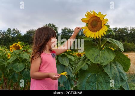 Kleiner Kleinkind Junge, Kind im Sonnenblumenfeld, spielt mit großer Blume. Stockfoto