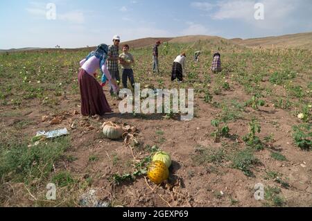 Wirtschaft und Landwirtschaft in der Türkei Bauernfamilie, die in einem Gemüsefeld in Zentralanatolien arbeitet Stockfoto