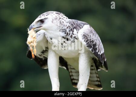 Kriegerischer Adler Stockfoto