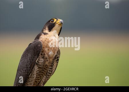 Wanderfalke (Falco Peregrinus) Stockfoto
