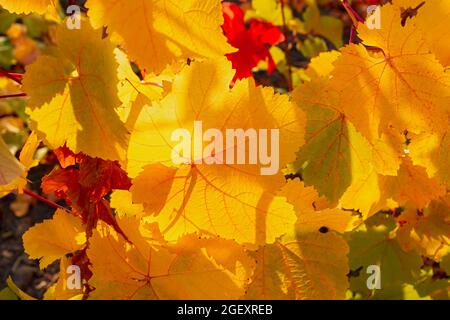 Traubengelb-Blatt Nahaufnahme auf einem verschwommenen Hintergrund. Farbenfroher Herbsthintergrund. Blätter in hellem Sonnenlicht Blick von unten. Reife Trauben, das Konzept der