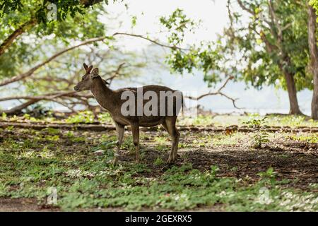 Rusa-Hirsch ist die Hauptbeute des Komodo-Drachen Stockfoto