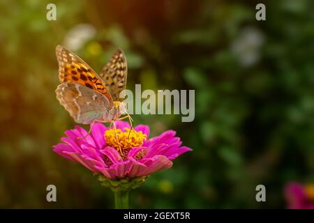 Schmetterling Vanessa ist orange auf einer rosa Blume im Sonnenlicht. Makrofotografie von Wildtieren. Der Schmetterling bestäubt die Blüten der violetten Zinnie. Zoll Stockfoto