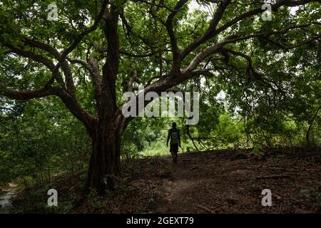 Ein Reiseleiter, der unter dem Baum im Dschungel spazierengeht Stockfoto