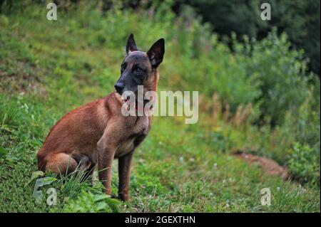 Porträt eines belgischen Schäfers in der Natur Stockfoto
