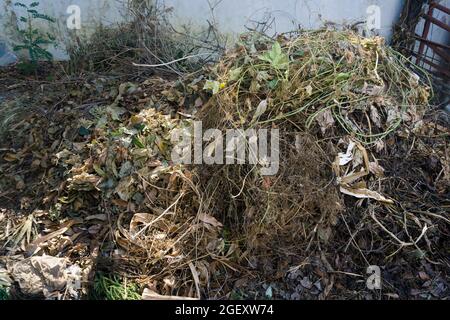 Ein Haufen landwirtschaftlicher Abfälle, die im Garten zur Herstellung von organischem Kompost in Indien verwendet werden. Stockfoto