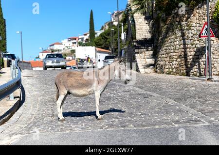 Esel auf der Straße, Dorf Vuno, Albanien Stockfoto