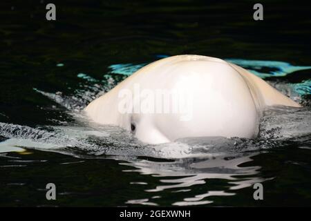 Beluga-Wal unter Wasser. Stockfoto
