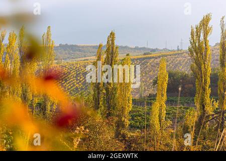 Herbstliche Weinlandschaft. Goldene Reihen von Trauben reifen an sonnigen Hängen. Hohe Pappeln in knallgelben und orangen Farben. Das Konzept eines warmen Herbstes Stockfoto