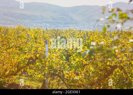 Herbstliche Weinlandschaft. Goldene Reihen von Trauben reifen an sonnigen Hängen. Felder in hellgelb-oranger Farbe mit einem blauen Dunst des Berges. Die CO Stockfoto