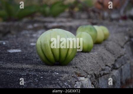 Grüne Ochsherztomaten auf einer Ziegelwand Stockfoto