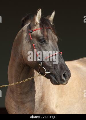 Rocky Mountain Horse Portrait auf dem Bauernhof, dezentraler Portrain im dunklen Türhintergrund Stockfoto