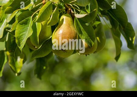 Frische Birnen, die im Spätsommer auf einem Zweig der Birne (Pyrus communis) wachsen Stockfoto