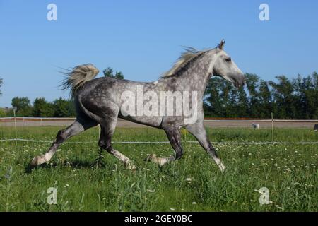 Andalusisches Pferd galoppiert auf der Wiese neben dem Stall im Rest Stockfoto