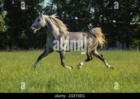 Andalusisches Pferd galoppiert auf der Wiese neben dem Stall im Rest Stockfoto