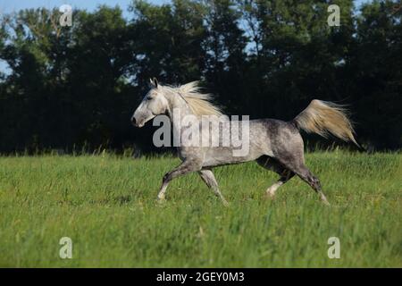 Andalusisches Pferd galoppiert auf der Wiese neben dem Stall im Rest Stockfoto