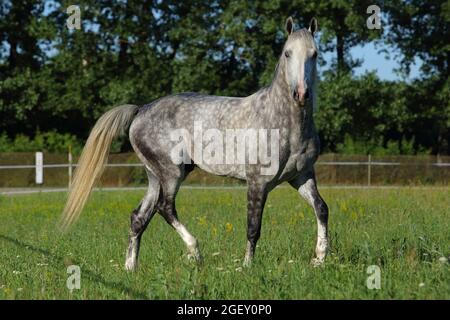 Andalusisches Pferd galoppiert auf der Wiese neben dem Stall im Rest Stockfoto