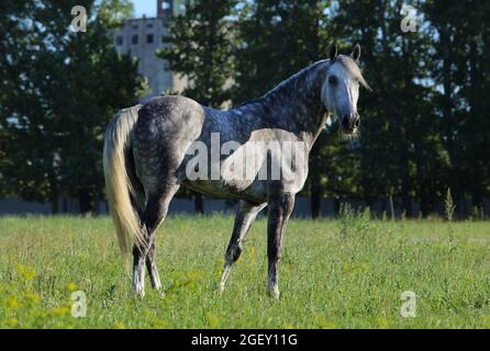 Holsteiner Pferdeportrait im Sommer Bauernhof Hintergrund Stockfoto