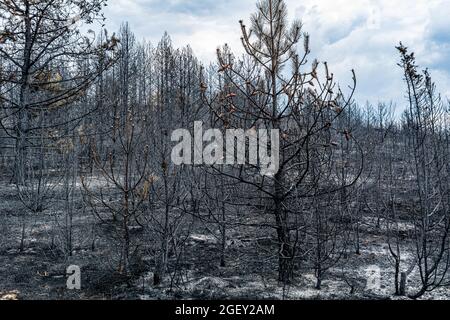 Reste verbrannter Bäume nach einem Waldbrand Stockfoto