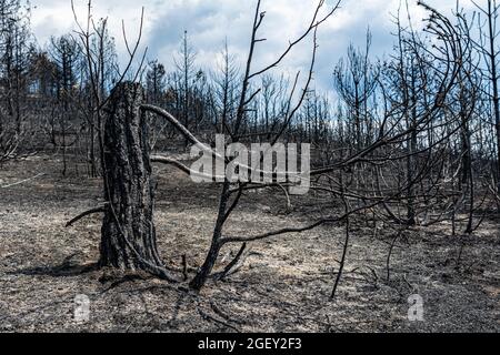 Reste verbrannter Bäume nach einem Waldbrand Stockfoto