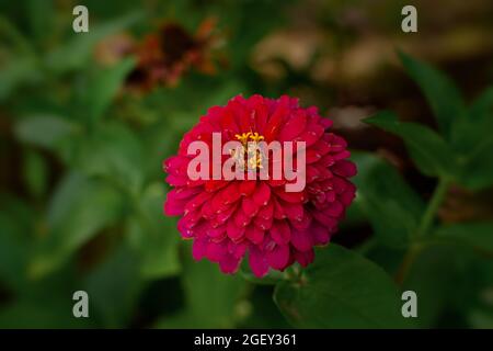 Zinnia rosa Nahaufnahme auf einem verschwommenen Hintergrund. Eine helle Sommerblume blühte im Garten. Anbau von dekorativen bunten Blumen. Staude des Th Stockfoto