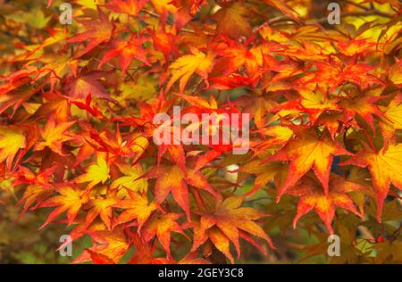 Bunte Herbstahornblätter auf dem Baum Stockfoto