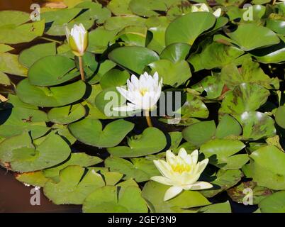 Nymphaea alba Europäische weiße Seerosen blüht im El Retiro Park Madrid Spanien Sommer Stockfoto