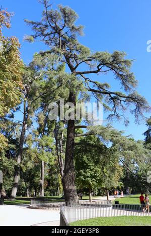 Große Himalaya-Zedernbaum im Retiro Park Madrid Spanien Stockfoto