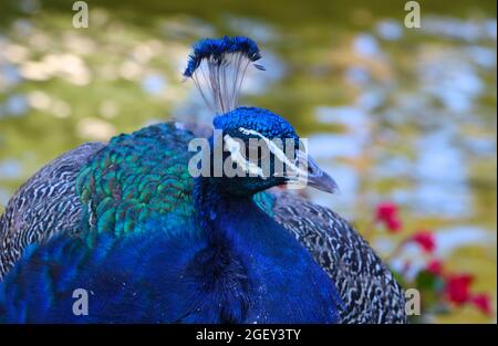 Nahaufnahme des Kopfes eines Blauen Indischen Pfauens Pavo Cristatus im Retiro Park Madrid Spanien an einem sonnigen Augustnachmittag Stockfoto