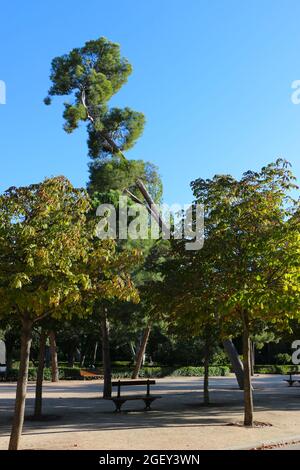 Schiefer Baum im El Retiro Park Madrid Spanien Stockfoto