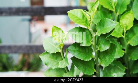 Zickzackmuster des Zweiges. Pedilanthus tithymaloides. Detail des Astes und der Blätter des Teufels Rückgrat Sukulente Pflanze. Stockfoto