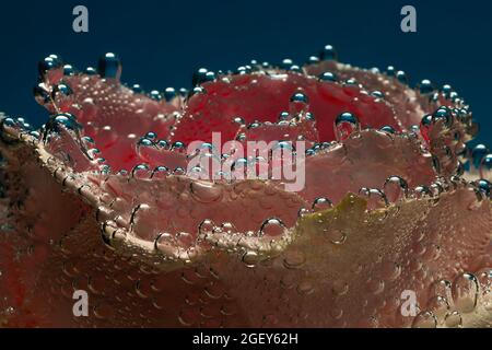Rosa Rose unter Wasser mit Blasen auf der Oberfläche Blütenblätter. Stockfoto
