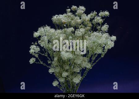 Ein Strauß weißer Blüten, Gypsophila paniculata, unter Wasser mit Blasen auf den Blütenblättern. Stockfoto