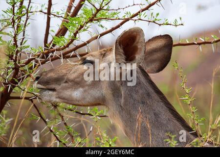 Weibliche Großküdu-Antilope Tragelaphus strepsiceros, die von Akazienbaum, Pilanesberg National Park, Südafrika, ernährt wird Stockfoto