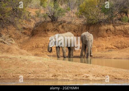 Zwei Elefanten trinken Wasser am Ruighoek-Staudamm, Pilanesberg-Nationalpark, Südafrika Stockfoto