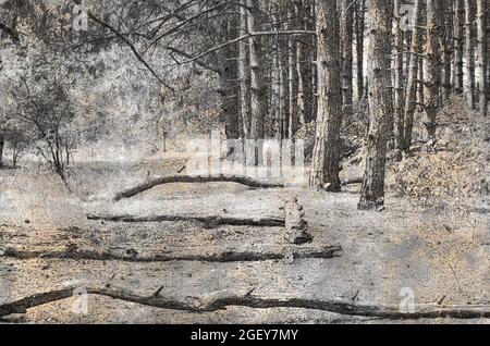 Kiefernwald mit umgestürzten Bäumen. Trockene Baumstämme, die auf dem Gras liegen. Monochrom. Digitale Aquarellmalerei. Stockfoto