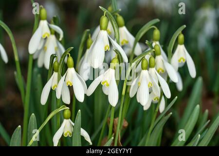 Weißer Schneeglöckchen - Galanthus nivalis - Blumen wachsen im Wald, Nahaufnahme Detail. Stockfoto