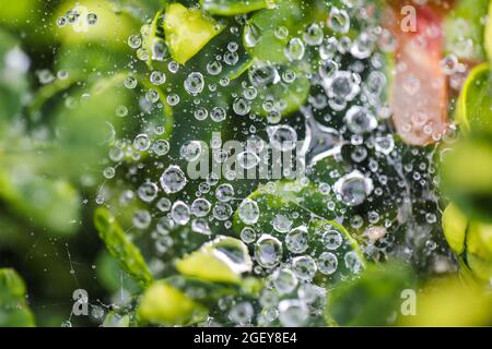 Kleine Wassertröpfchen sammelten sich auf dem Spinnennetz und grünen Blättern nach einem Regen an einem schönen frühen Morgen im Frühling Stockfoto