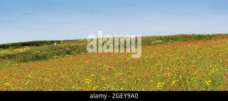 Ein Panoramablick auf die Ackerfelder der Papaver-Rhoeas und Corn Marigolds Glebionid-Segetum bei West Pentire in Newquay in Cornwall. Stockfoto