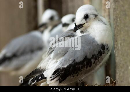 Kittiwakes sind eine der kleineren britischen Seevögel, die im Frühjahr aus dem Nordatlantik zurückkehren, um in großer Zahl auf Klippen zu nisten und zu bauen Stockfoto