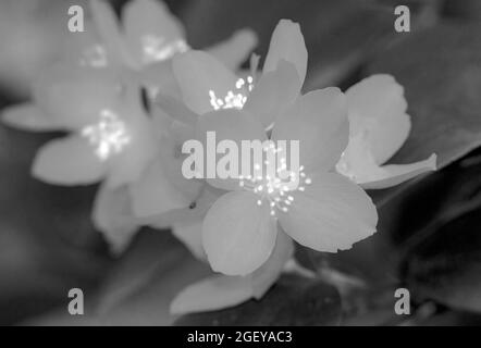 Die Blüten von Sweet Mock Orange sind duftend und spektakulär, was sie zu beliebten Blumen macht. Infrarot hebt die Antherne für Bestäuber hervor Stockfoto